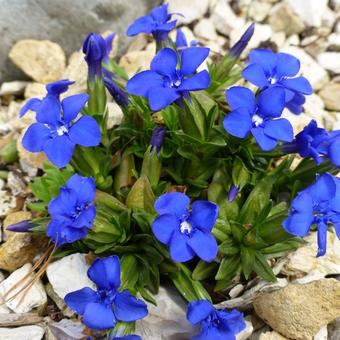 Gentiana verna 'Angulosa'