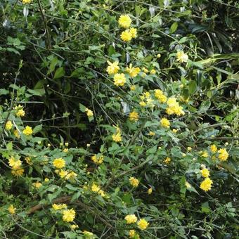 Kerria japonica 'Pleniflora'