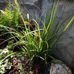 Carex oshimensis 'Everlime'  - 