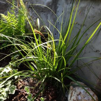 Carex oshimensis 'Everlime'