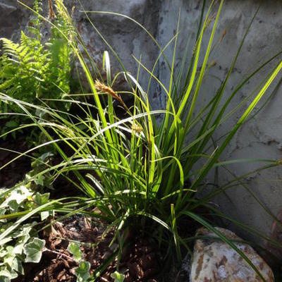 Carex oshimensis 'Everlime' 