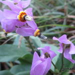 Dodecatheon jeffreyi - Hohe Götterblume