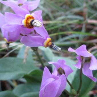 Dodecatheon jeffreyi