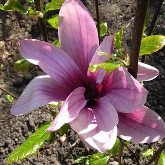 Magnolia liliiflora 'Nigra'