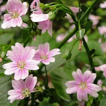 Claytonia sibirica