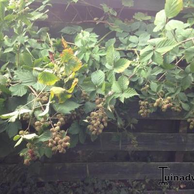 Rubus fruticosus 'Thornfree' - Rubus fruticosus 'Thornfree'