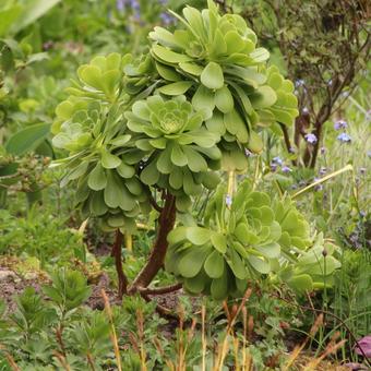 Aeonium arboreum