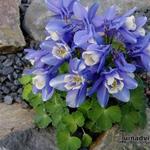 Aquilegia flabellata 'Nana' - 