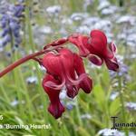 Dicentra 'Burning Hearts' - 