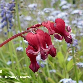 Dicentra 'Burning Hearts'