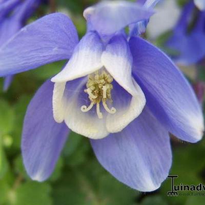 Aquilegia flabellata 'Nana' - 