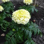 Tagetes erecta 'Vanilla' - 