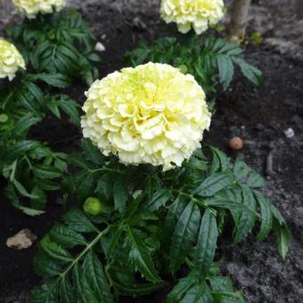 Tagetes erecta 'Vanilla'