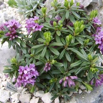 Daphne x susannae 'Cheriton'