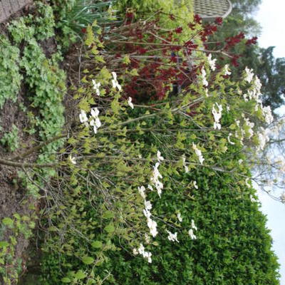 Cornus florida - Cornouiller à fleurs - Cornus florida