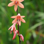 Chasmanthe aethiopica  - Niedere Rachenlilie