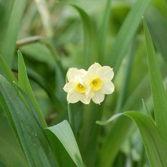 Narcissus tazetta 'Minnow'