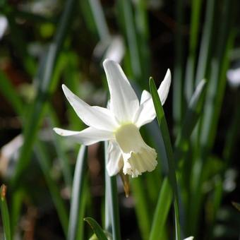 Narcissus triandrus 'Thalia'