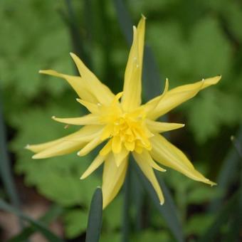 Narcissus 'Rip van Winkle'