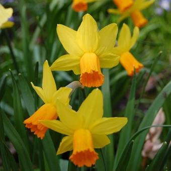 Narcissus 'Jetfire'