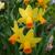 Narcissus 'Jetfire'