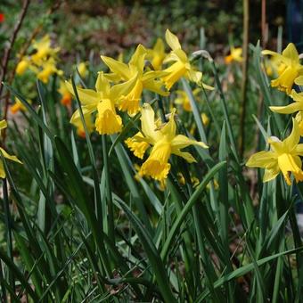 Narcissus 'February Gold'