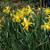 Narcissus 'February Gold'