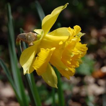 Narcissus 'Dick Wilden'