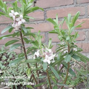 Daphne x transatlantica 'Eternal Fragrance'