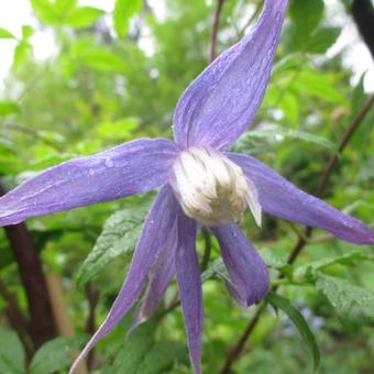 Clematis macropetala 'Maidwell Hall'