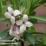 Daphne x transatlantica 'Eternal Fragrance' - Daphne x transatlantica 'Eternal Fragrance'