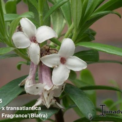 Daphne x transatlantica 'Eternal Fragrance' - 