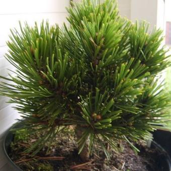 Pinus heldreichii 'Schmidtii'