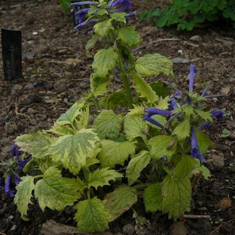 Ajuga incisa 'Frosted Jade'