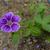 Geranium nodosum 'Clos du Coudray'