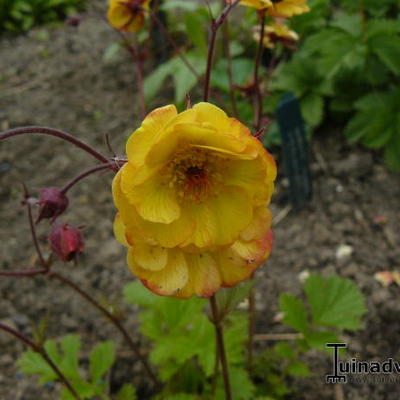 Geum COCKTAIL 'Tequila Sunrise' - 