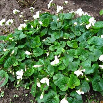 Viola sororia 'Albiflora'