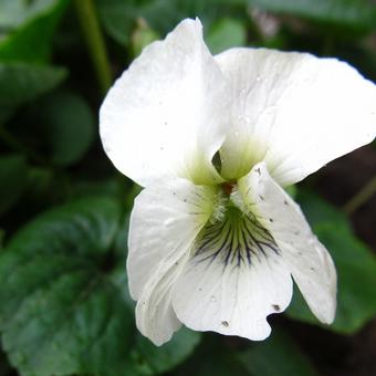 Viola sororia 'Albiflora'