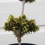 Picea abies ´Pavlica´ - 