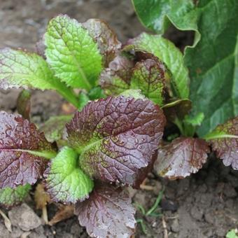 Brassica juncea 'Red Giant'