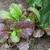 Brassica juncea 'Red Giant'