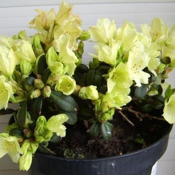 Rhododendron 'Wren'