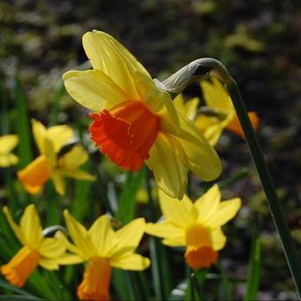 Narcissus 'Monal'