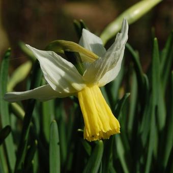 Narcissus cyclamineus 'Jenny'