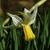 Narcissus cyclamineus 'Jenny'