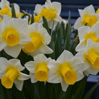 Narcissus 'Goblet'