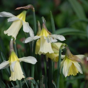 Narcissus 'W.P. Milner'