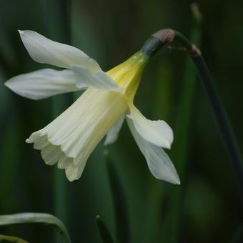 Narcissus 'W.P. Milner'