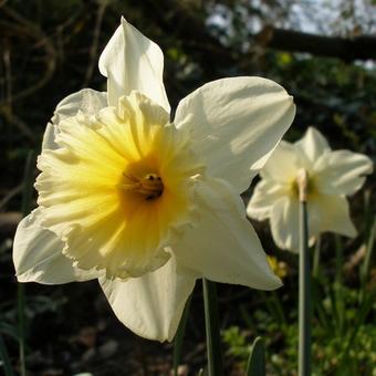 Narcissus 'Ice Follies'