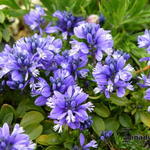 Polygala calcarea 'Lillet' - 